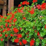 Hotel Ristorante Chateau 3*