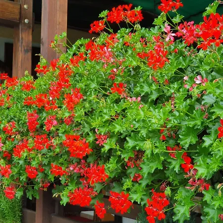 Hotel Ristorante Chateau 3*