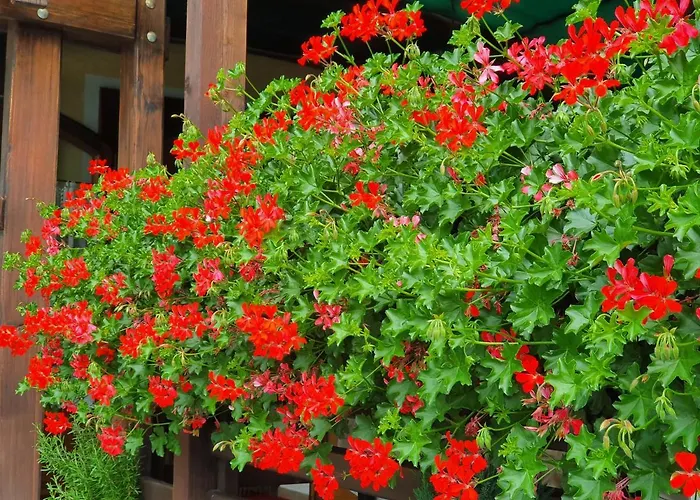 Hotel Ristorante Chateau 3*